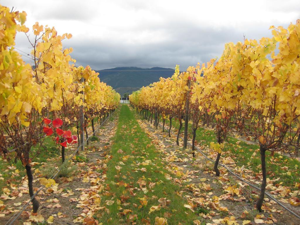 Korohi Vineyard Bnb 블레넘 외부 사진